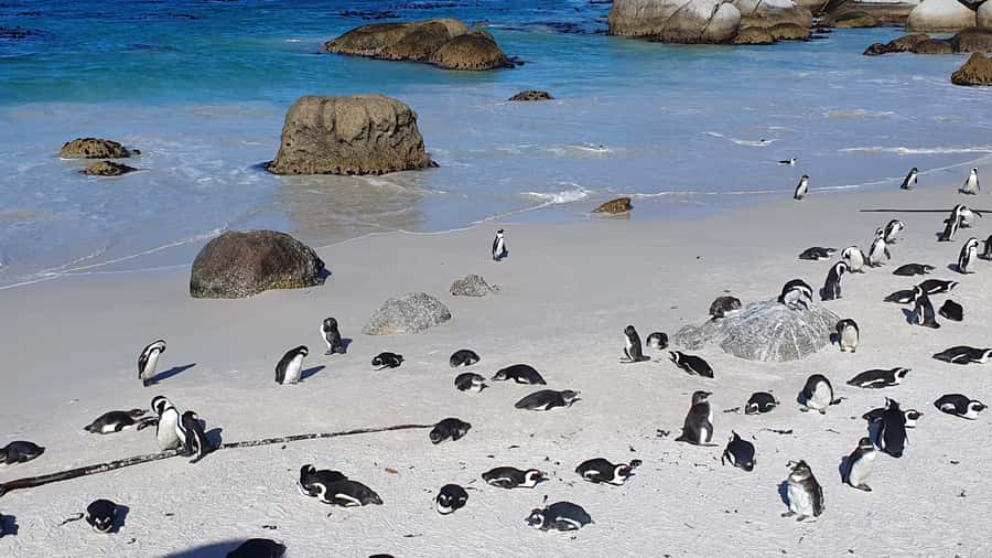 Cape Town: Cape of Good Hope, Seals and Penguins Day Tour - Maiden’s Cove and Camp’s Bay: Photos First, Questions Later