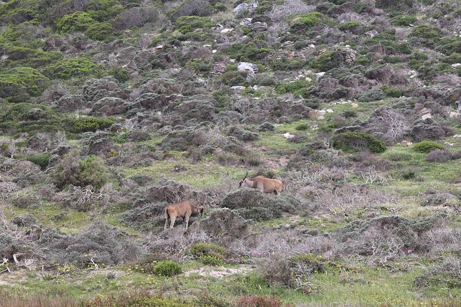 Cape Town: Cape of Good Hope, Table Mountain & Wine Tasting Tour - Cape of Good Hope and Cape Point lighthouse time in the reserve