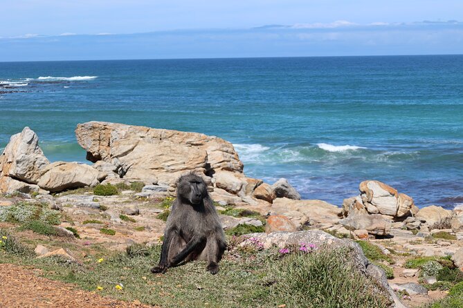Cape Town: Cape of Good Hope, Table Mountain & Wine Tasting Tour - Cape Point Vineyards wine tasting with a view over Noordhoek