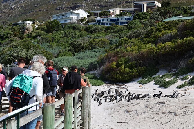 Cape Town: Cape of Good Hope, Table Mountain & Wine Tasting Tour - Chapman’s Peak Drive and the quick ocean-photo break