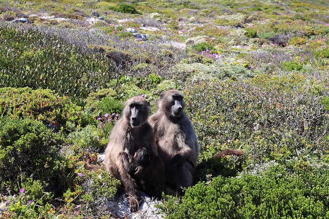 Cape Town: Cape of Good Hope, Table Mountain & Wine Tasting Tour - Camp’s Bay and Maiden’s Cove, for the classic Kodak moment
