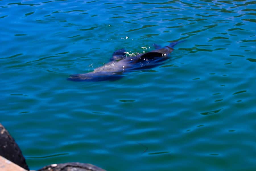Cape Town: Cape Peninsula & Boulders Beach Shared Tour - Cape of Good Hope Nature Reserve: Walk Options and Wildlife Might Show Up