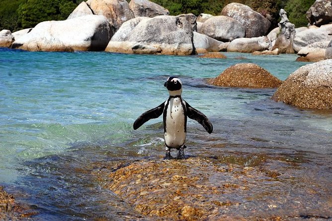 Cape Town: Cape Peninsula Half Day Private Tour - Starting From Central Cape Town, Then Getting to the Good Stuff Fast