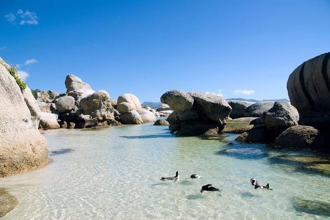 Cape Town: Cape Peninsula Half Day Private Tour - Who This Tour Fits Best