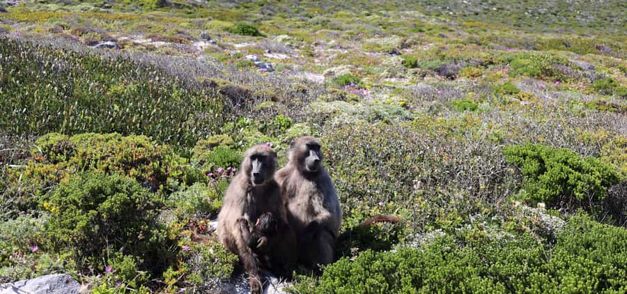 Cape Town: Cape Peninsula & Table Mountain Private Day Trip - Chapmans Peak Drive: the scenic drive that feels like part of the tour