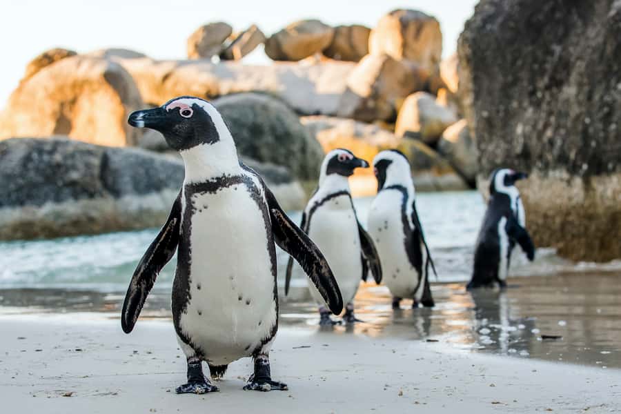 Cape Town: Cape Peninsula & Table Mountain Private Day Trip - Cape of Good Hope Nature Reserve: guided context, then your choice of lighthouse timing