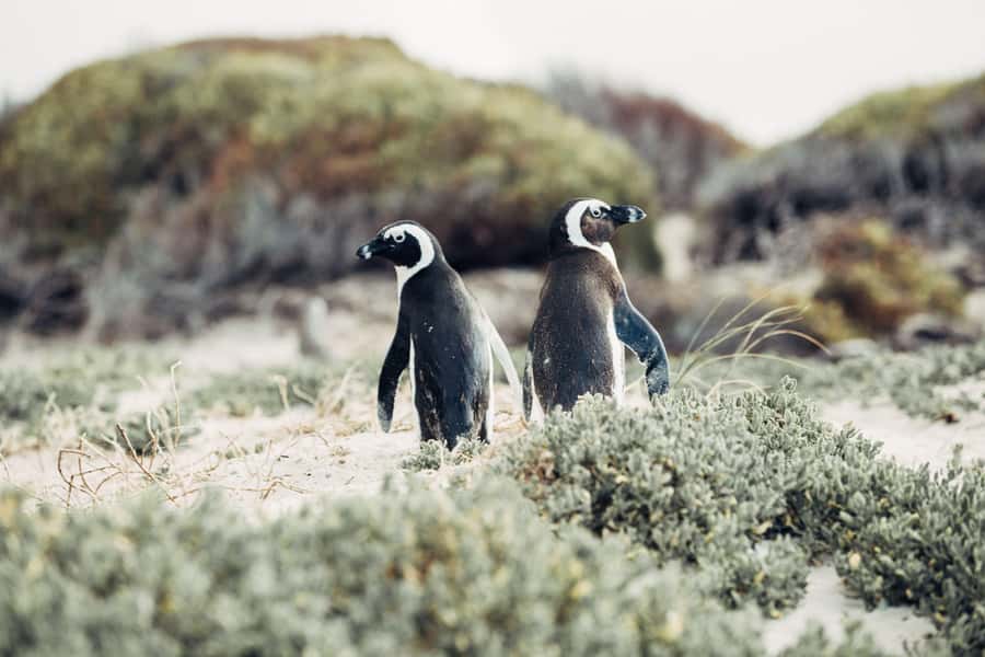Cape Town: Cape Point and Penguin Colony Full Day Tour - Clifton and Camps Bay Beaches: Blue-Flag Sand in a 30-Minute Window