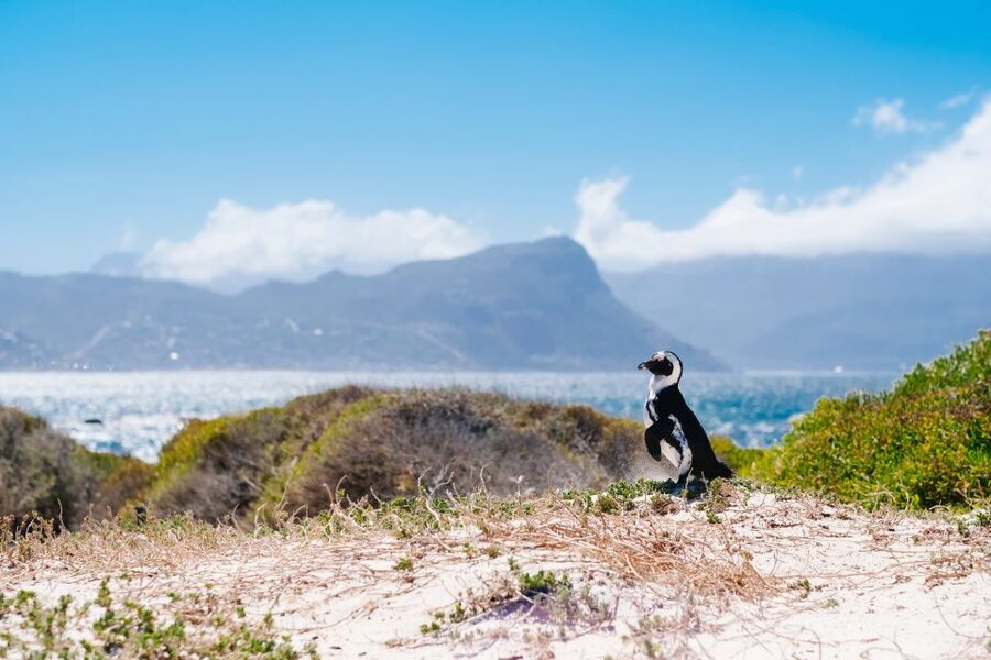 Cape Town: Cape Point and Penguin Colony Full Day Tour - Cape of Good Hope Nature Reserve and the Scenic Stops That Make the Drive Matter