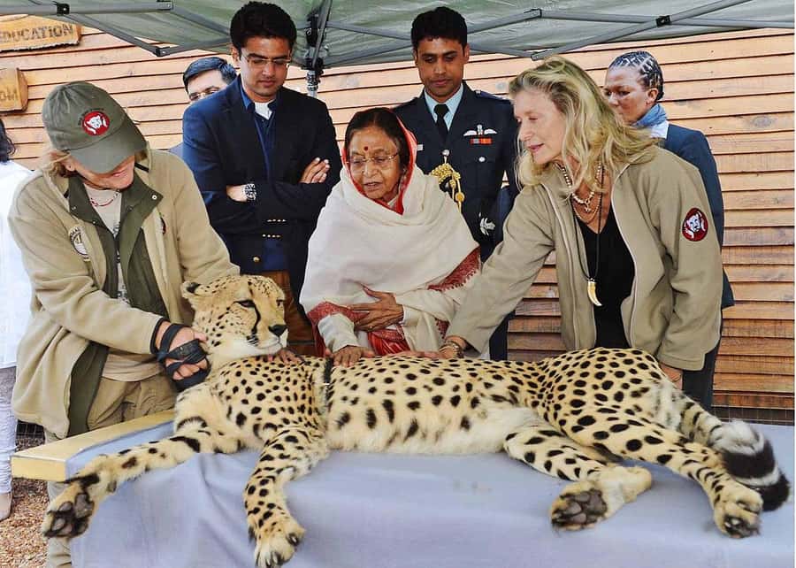 Cape Town: CHEETAH ENCOUNTER/WINE TESTING EXPERIENCE/LUNCH - Private Cape Town pickup that sets the tone for a smooth day