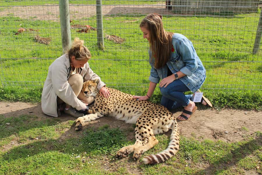 Cape Town: CHEETAH ENCOUNTER/WINE TESTING EXPERIENCE/LUNCH - The Ernie Els Winery stop: Big Views, award-winning sipping