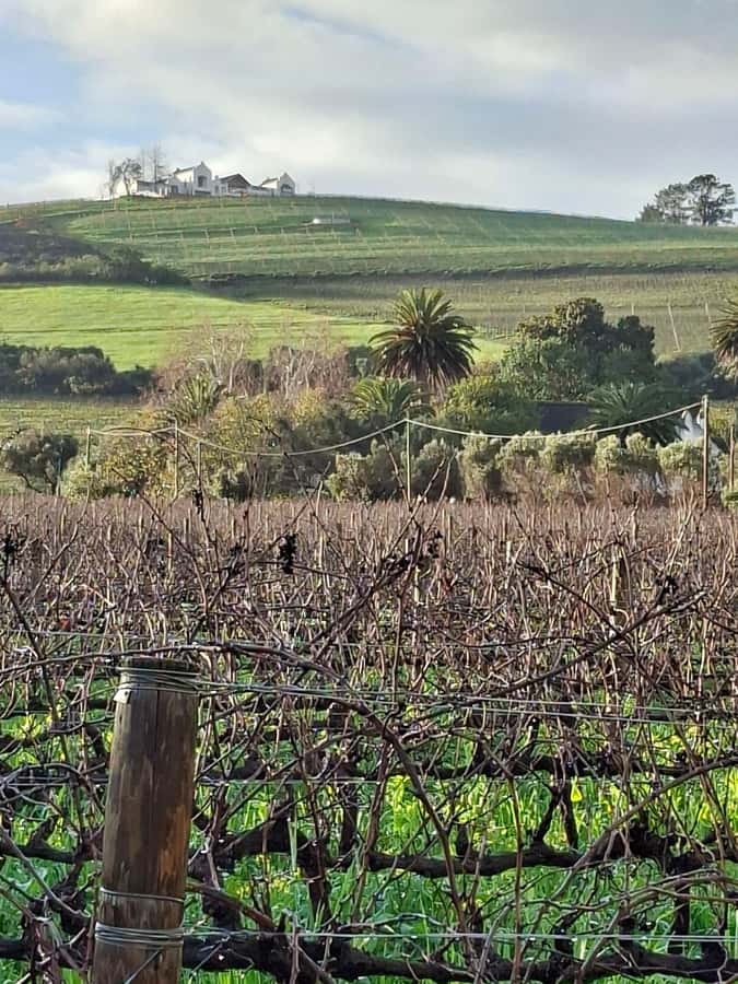 Cape Town: CHEETAH ENCOUNTER/WINE TESTING EXPERIENCE/LUNCH - Lunch in the Winelands: two venue styles, pick the pace