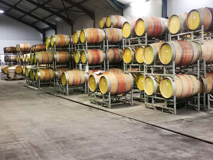 Cape Town: CHEETAH ENCOUNTER/WINE TESTING EXPERIENCE/LUNCH - Oldenburg Wine Estate finish: a scenic end to a long, fun route