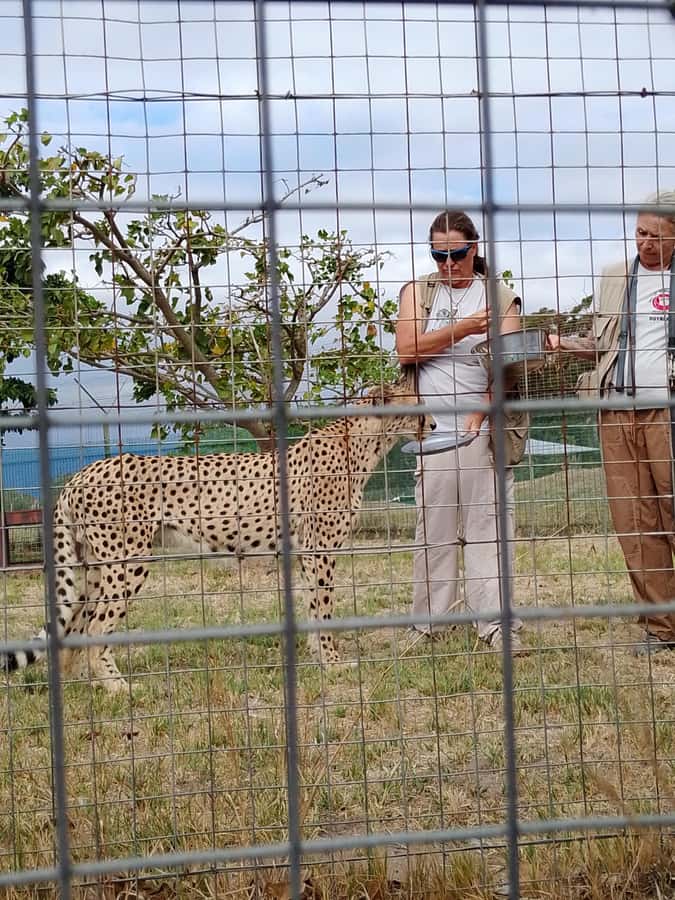 Cape Town: CHEETAH ENCOUNTER/WINE TESTING EXPERIENCE/LUNCH - Timing, comfort, and photos: how to get the best out of 3 to 8 hours