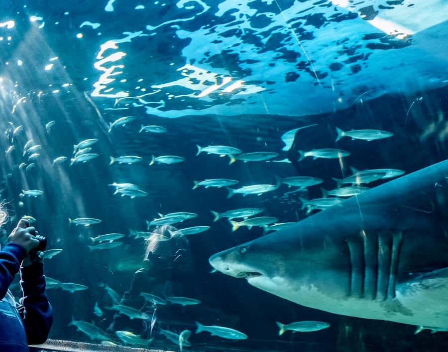 Cape Town City Pass: Save Over 50% on 80+ Top Attractions - HOHO bus strategy: using the route without wasting time