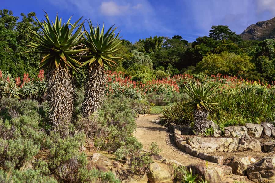Cape Town: Constantia Half-Day Wine Tour & Tastings - Guides Make the Difference: What You Can Expect from the Team