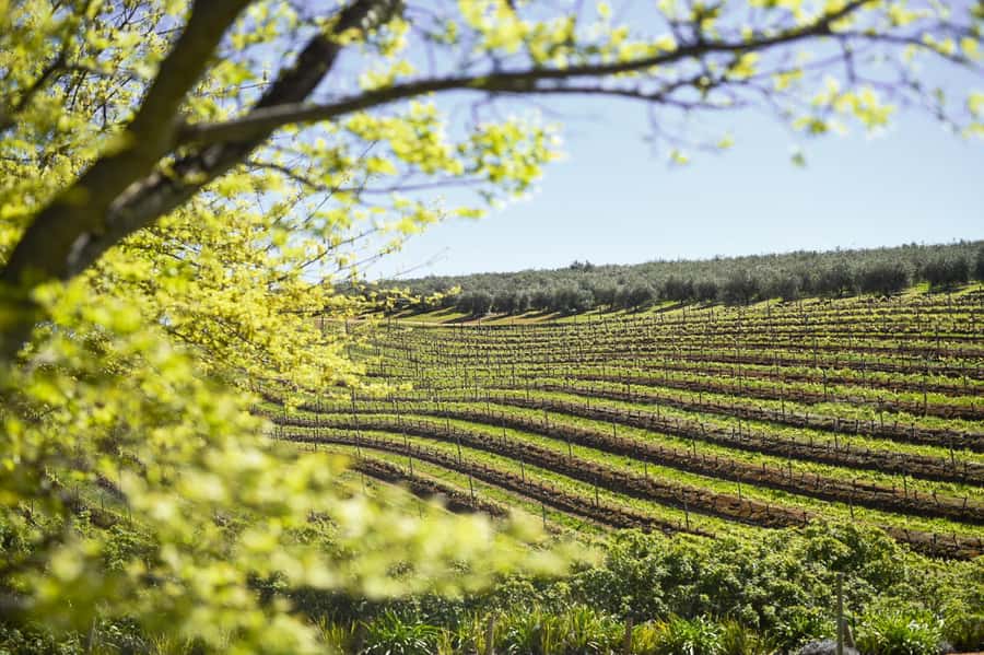 Cape Town: Constantia Half-Day Wine Tour & Tastings - Groot Constantia Tasting Guide: How to Taste Like You Mean It