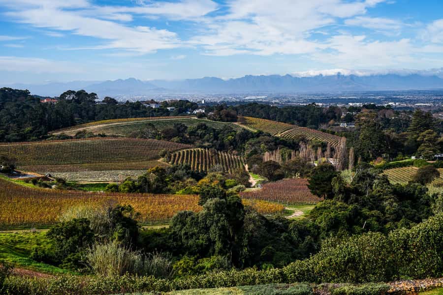 Cape Town: Constantia Half-Day Wine Tour & Tastings - Price and Value: What $115 Buys You