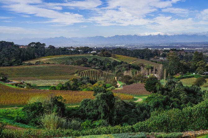 Cape Town: Constantia Wine Route Tour - Price and value: what $172.42 buys for an 8-hour day