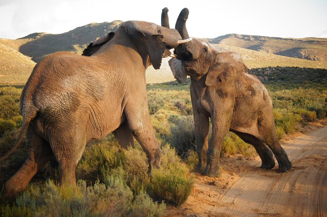 Cape Town Day Safari - Key highlights that matter in real life