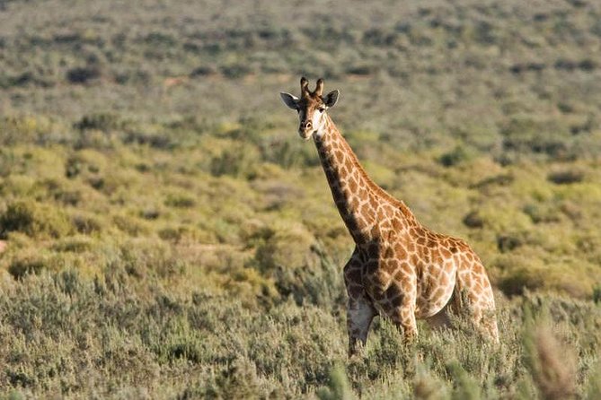 Cape Town Day Safari - What you can see at Aquila, from the Big Five to 172 bird species