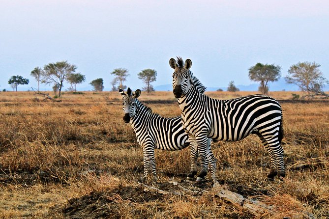 Cape Town Day Safari - Comfort, photos, and what to do during the open-vehicle drive