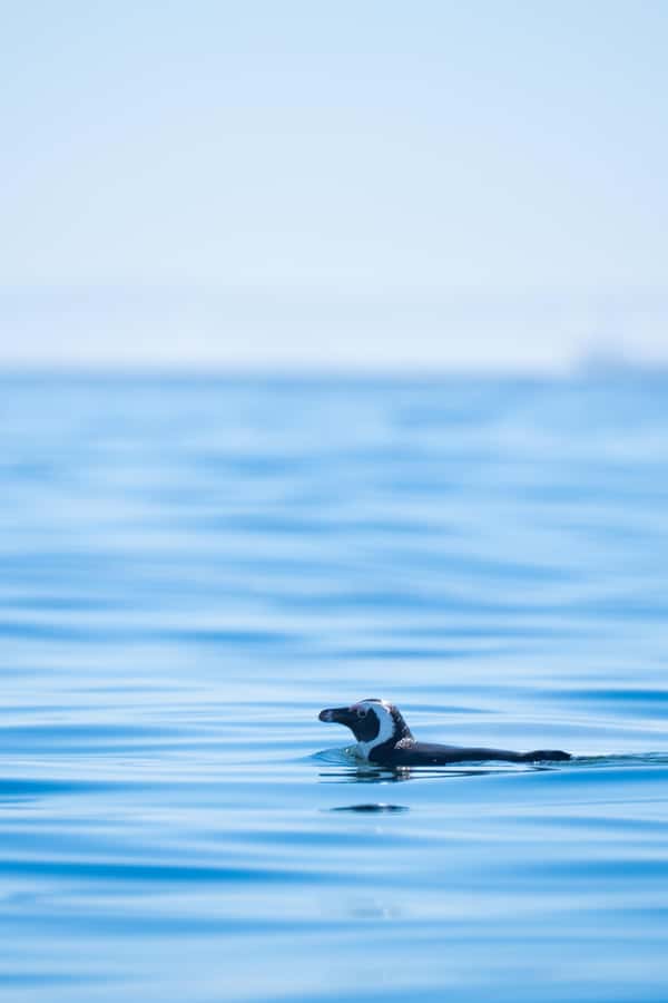 Cape Town: Dolphin & Ocean Wildlife Kayaking Adventure ⚓️ - FAQ