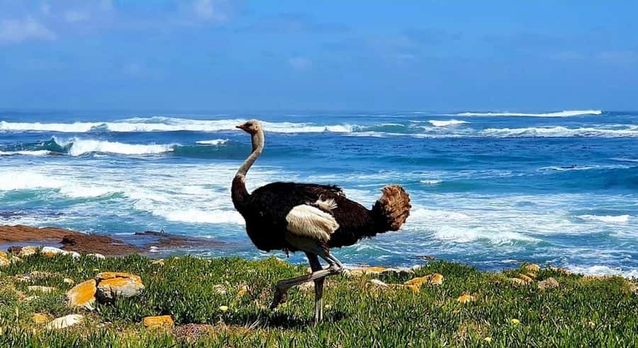 Cape Town: E-Bike Cape Peninsula Tour - Chapman’s Peak and the Atlantic Edge: Why This Ocean Drive Feels Special