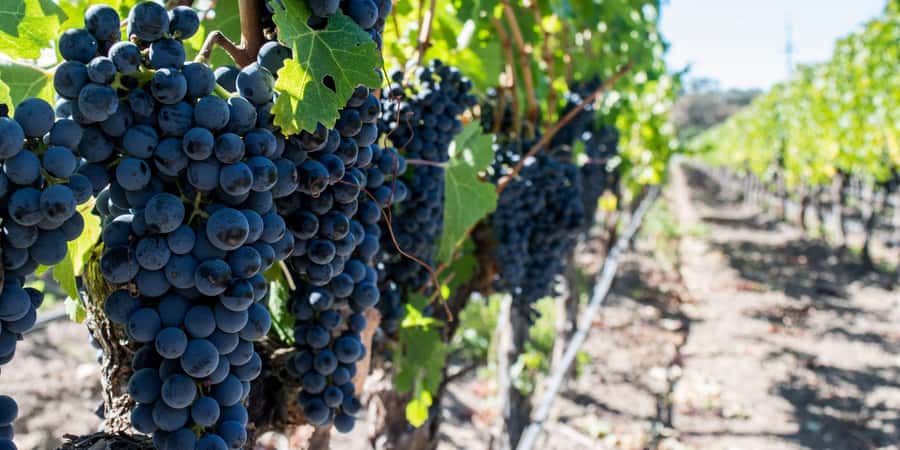Cape Town: Franschhoek and Wine Tram Tour - Franschhoek town center break, lunch and wandering time