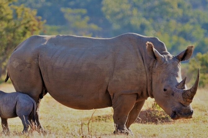 Cape Town Full Day Aquila reserve safari - Key points to know before you go