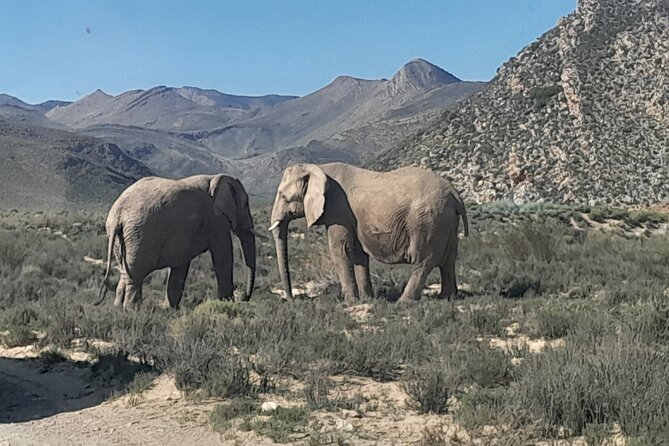 Cape Town Full Day Aquila reserve safari - Road trip scenery first, wildlife second (and that is a good thing)