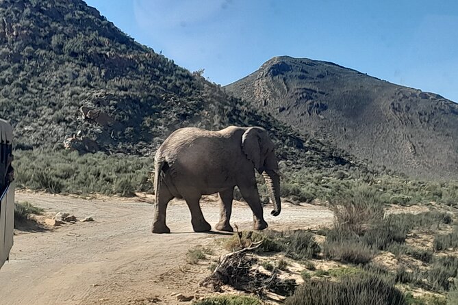 Cape Town Full Day Aquila reserve safari - Worcester and Ceres breaks: quick comfort, not a full tour day