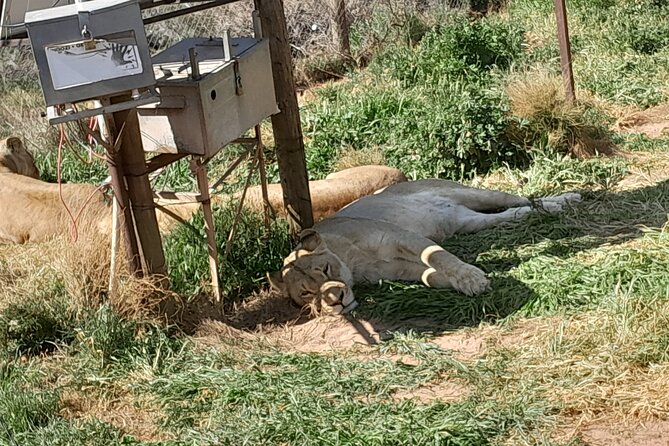 Cape Town Full Day Aquila reserve safari - Klein Karoo Ostrich Emporium: the semi-desert palate cleanser