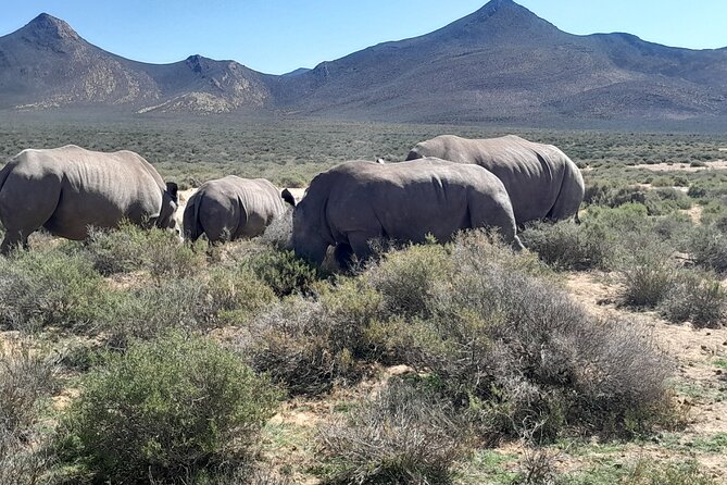 Cape Town Full Day Aquila reserve safari - Entering Aquila Private Game Reserve: the Big Five focus you are paying for