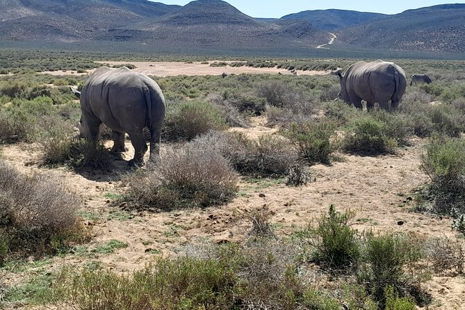 Cape Town Full Day Aquila reserve safari - The day stays comfortable: lunch, WiFi, and built-in hydration