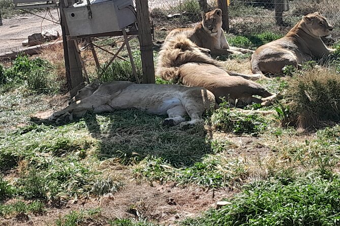 Cape Town Full Day Aquila reserve safari - Timing matters: an early start with a late enough finish
