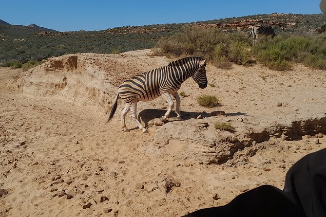 Cape Town Full Day Aquila reserve safari - Price and what you get for it