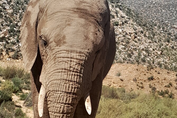 Cape Town Full Day Aquila reserve safari - Morning pickup from the Waterfront to Breede River Valley