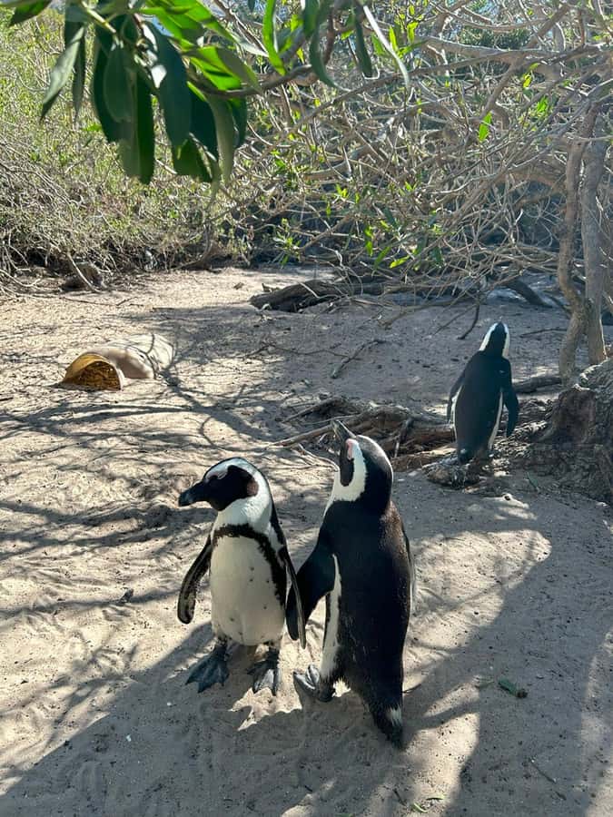 Cape Town: Full Day Cape of Good Hope with Penguins Tour - Boulders Beach penguins: how to enjoy 40 minutes without rushing