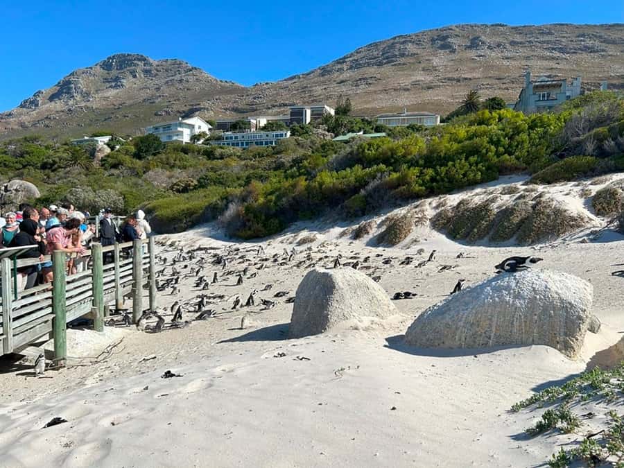 Cape Town: Full Day Cape of Good Hope with Penguins Tour - Comfort tips that make the day easier (and more fun)