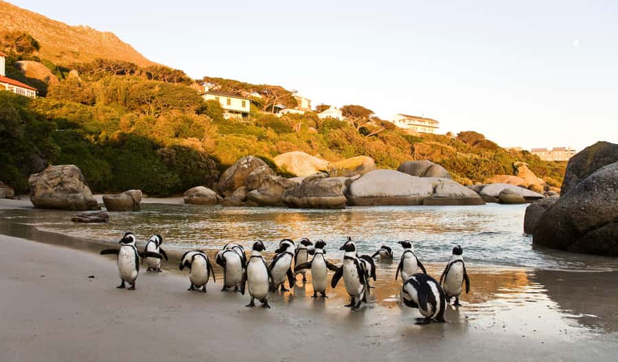 Cape Town: Full-Day Cape Peninsula and Penguins Tour - Key highlights at a glance