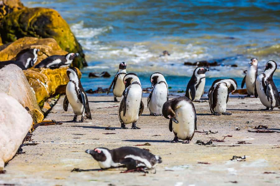 Cape Town: Full-Day Cape Peninsula and Penguins Tour - Why this 9-hour Cape Peninsula and Penguins day makes sense