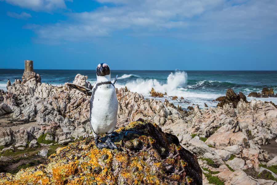 Cape Town: Full-Day Cape Peninsula and Penguins Tour - Sea views and Maiden’s Cove: how to use quick stops for better photos