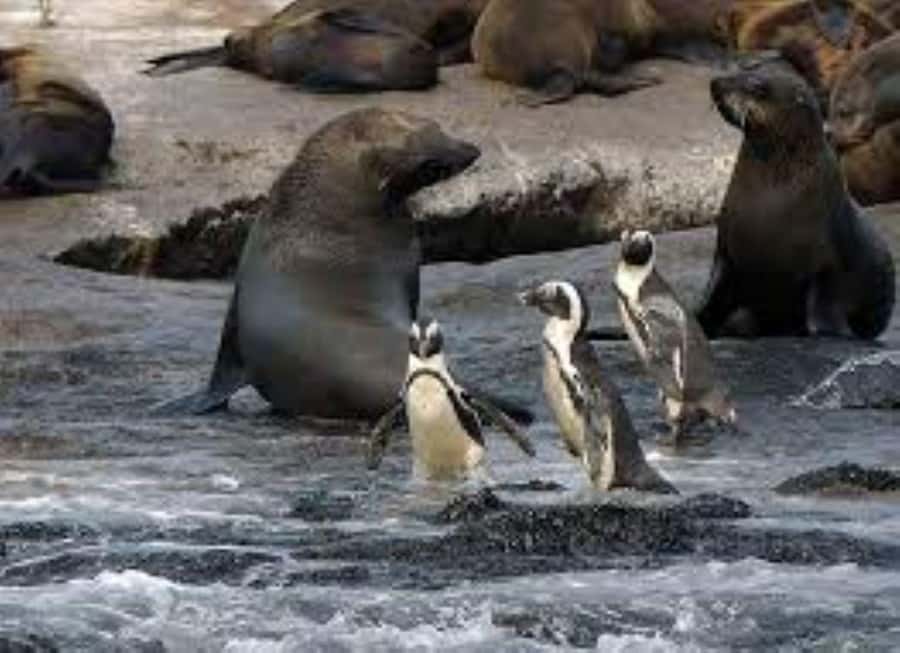 Cape Town: Full-Day Cape Peninsula Tour & Penguin Beach - Key Things You Should Know Before You Go