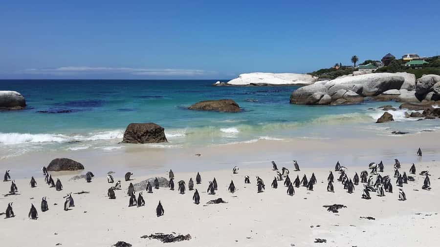 Cape Town: Full-Day Cape Peninsula Tour & Penguin Beach - Boulders Beach Lunch With Penguins Close-Up and Optional Swimming