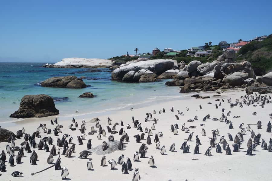 Cape Town: Full-Day Cape Peninsula Tour with Transfers - Kirstenbosch Botanical Gardens: a green reset before the return