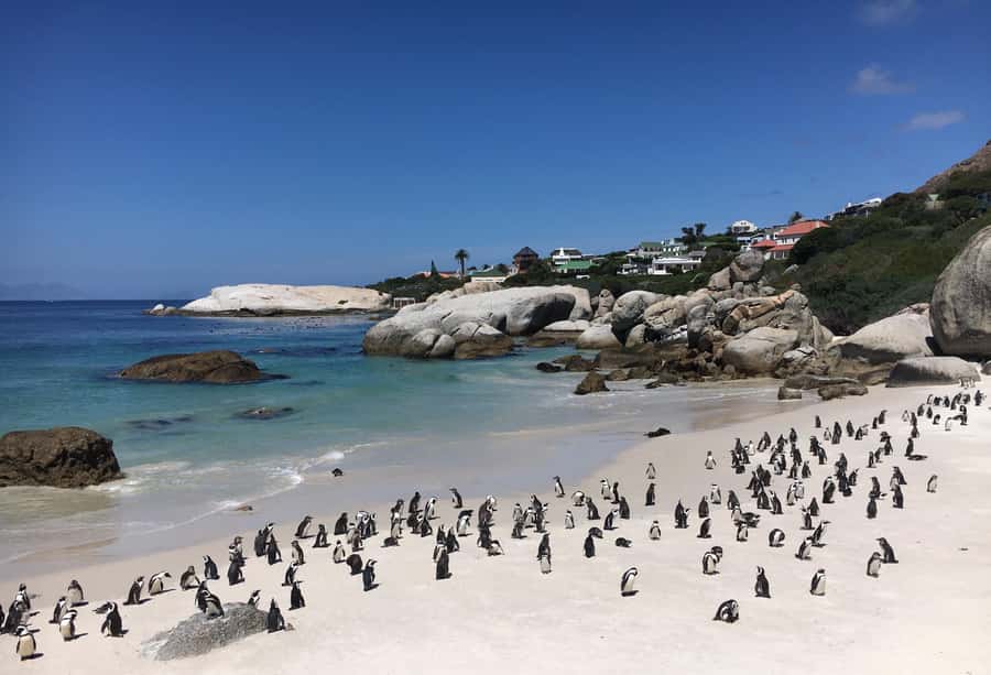 Cape Town: Full-Day Private Tour with Cape Point & Penguins - Hitting Chapmans Peak and the Cape Peninsula fast, without bouncing between tours