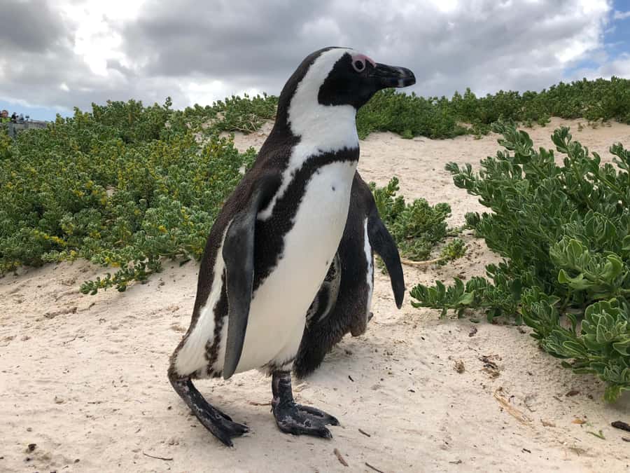 Cape Town: Full-Day Private Tour with Cape Point & Penguins - Chapman’s Peak Drive, the scenic cliff drive that sets the tone