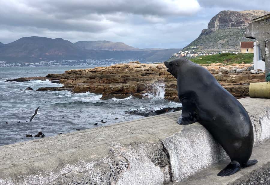 Cape Town: Full-Day Private Tour with Cape Point & Penguins - What to bring (and what to wear) for Cape Point cold, wind, and stairs