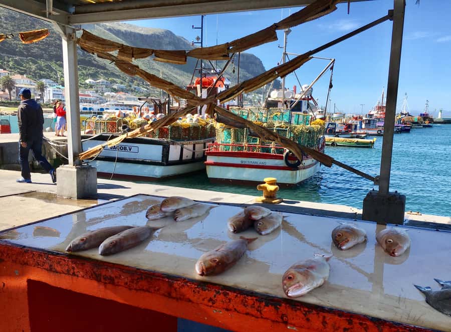 Cape Town: Full-Day Private Tour with Cape Point & Penguins - Who this tour fits best, and who might want a different style