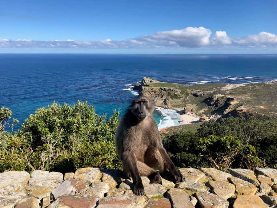 Cape Town: Full-Day Private Tour with Cape Point & Penguins - Cape of Good Hope and the Table Mountain Nature Reserve stops
